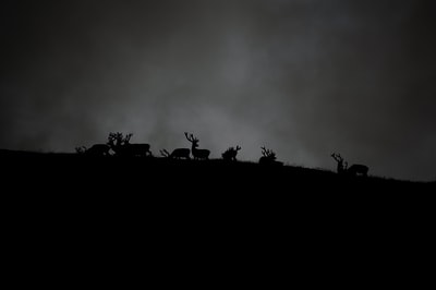 Under the cloud of the deer's silhouette
